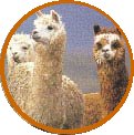 UKabc Noticeboard, Latest Updates [Alpacas watching out]